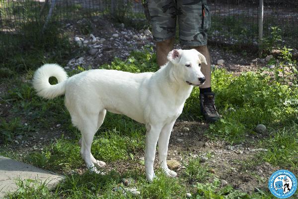 Perla, cucciolona esuberante e gioiosa… Foto 3